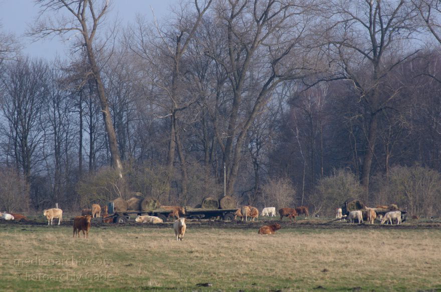Brandenburg. Rinder auf der Weide. Viehzucht
1. 3. 2014. Brandenburg. Rhinluch. Rinder auf der Weide. Viehzucht
Schlüsselwörter: Baum;Brandenburg;Herde;Rhinluch;Rinder;Vieh;Viehzucht;2014;Weide