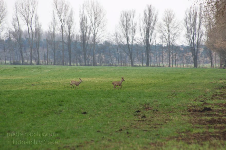 Brandenburg. Rhinluch. Rehe auf einer Wiese
23. 3. 2014. Brandenburg. Rhinluch. Rehe auf einer Wiese. Hirsch
Schlüsselwörter: Brandenburg;Hirsch;Rehe;Rhinluch;Wiese;2014;Wild
