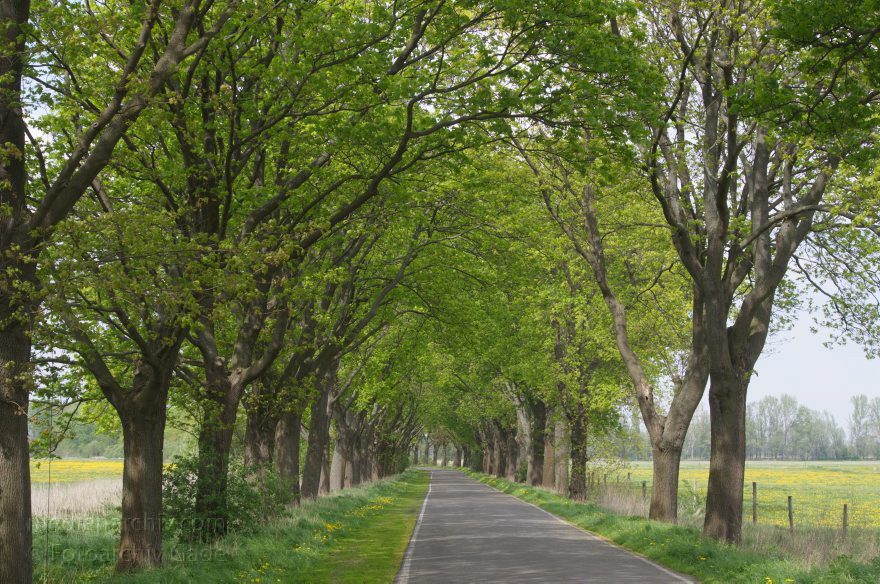 Brandenburg. Rhinluch. Landstraße. Allee nach Linumhorst
22. 4. 2014. Brandenburg. Rhinluch. Landstraße. Allee nach Linumhorst
Schlüsselwörter: Allee;Baum;Brandenburg;Bäume;Landstraße;2014;Rhinluch