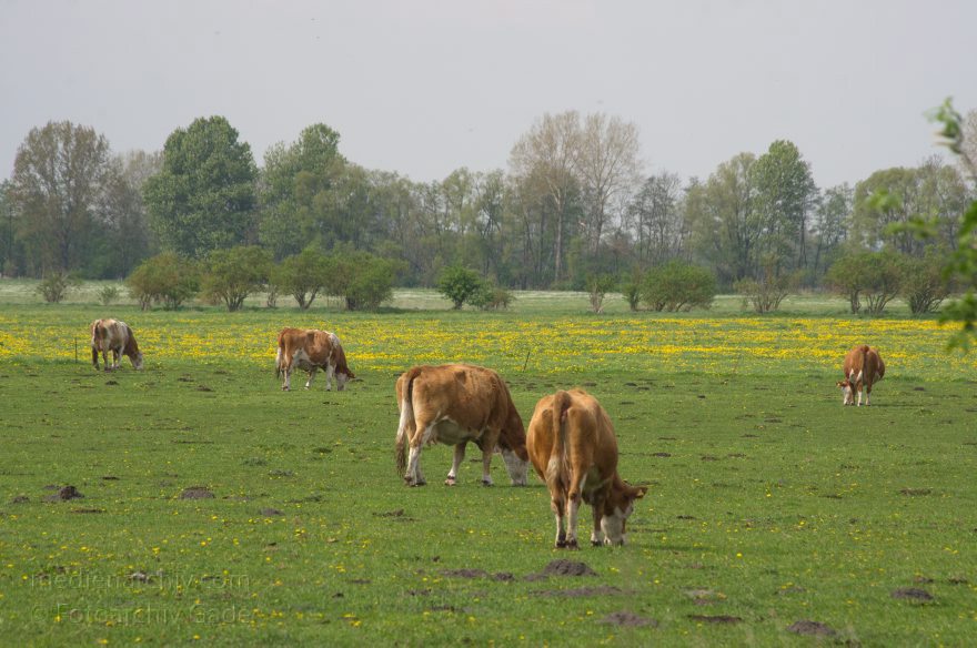 Brandenburg. Rhinluch. Rinder auf einer Weide
22. 4. 2014. Brandenburg. Rhinluch. Rinder auf einer Weide. Herde. Kuh. Kühe. Tiere. Viehwirtschaft
Schlüsselwörter: Herde;Kuh;Kühe;Rinder;Tiere;Viehwirtschaft;Fauna;Weide