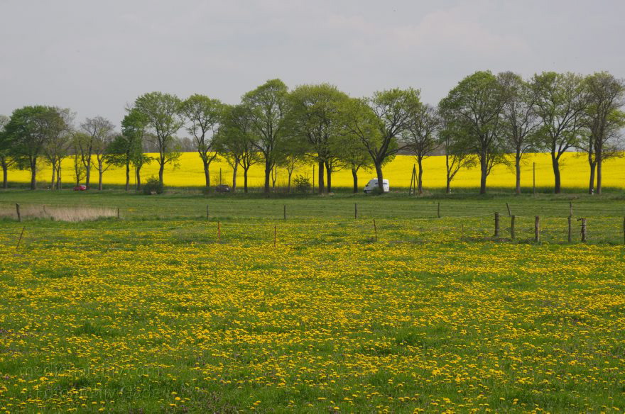 Rhinluch. Gelb blühender Löwenzahn auf den Wiesen. Blühendes Rapsfeld
22. 4. 2014. Brandenburg. Rhinluch. Gelb blühender Löwenzahn auf den Wiesen. Blühendes Rapsfeld.
Schlüsselwörter: Blüte;Brandenburg;Löwenzahn;Rapsfeld;Rhinluch;2014;Wiese