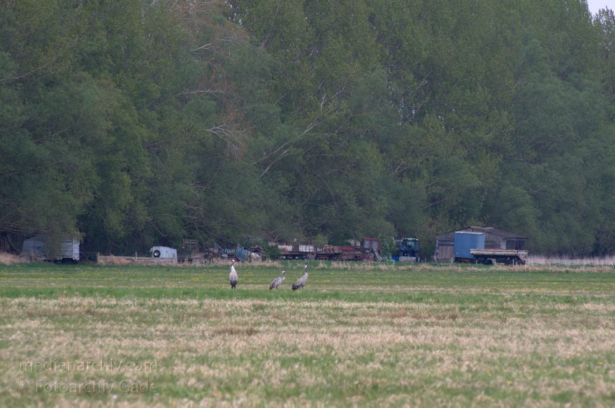Rhinluch. Vogel. Kraniche auf einer Wiese
22. 4. 2014. Brandenburg. Rhinluch. Vogel. Kraniche auf einer Wiese. Fauna. Tiere. (Grus grus)
Schlüsselwörter: Grus grus;Kraniche;Tiere;Vogel;Vögel;Fauna;Wiese
