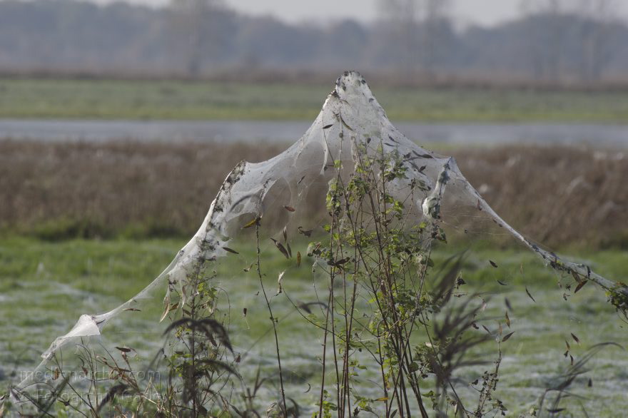 Spinnennetz über Schilf
2. 11. 2014.  Brandenburg. Rhinluch. Spinnennetz über Schilf
Schlüsselwörter: 2014;Brandenburg;Rhinluch;Schilf;Spinnennetz