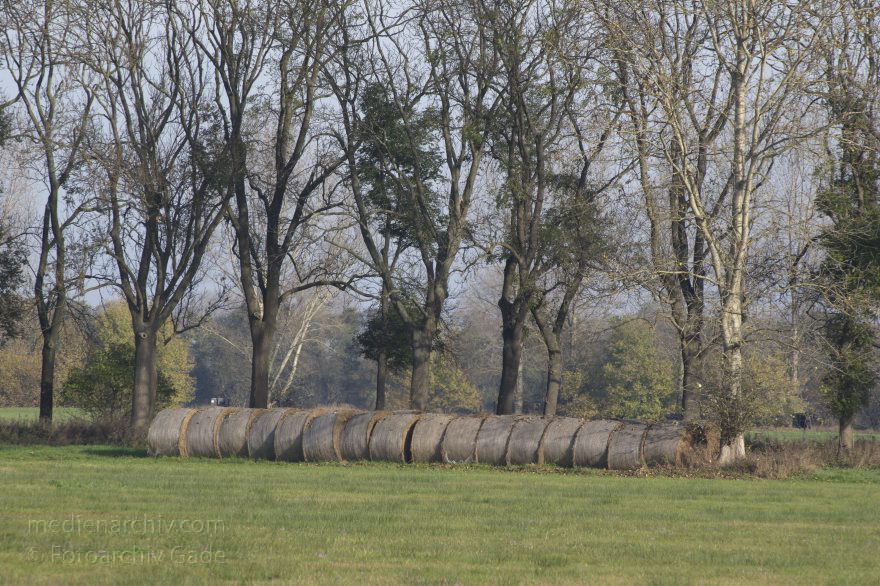 Brandenburg. Rhinluch
2. 11. 2014.  Brandenburg. Rhinluch. Heuballen. Wiese
Schlüsselwörter: 2014;Brandenburg;Heuballen;Rhinluch;Wiese