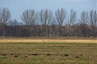 Dateiname=Brandenburg-Rhinluch-20140111-076.jpg
Dateigröße=205KB
Abmessungen: 880x584
hinzugefügt am: 02. Januar 2016 Brandenburg-Rhinluch-20140111-076.jpg
