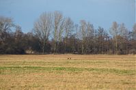 Brandenburg-Rhinluch-20140111-104.jpg