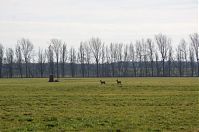 Brandenburg-Rhinluch-20140111-106.jpg