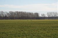 Brandenburg-Rhinluch-20140111-110.jpg