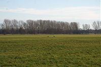 Brandenburg-Rhinluch-20140111-112.jpg