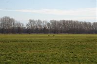 Brandenburg-Rhinluch-20140111-114.jpg