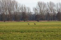 Brandenburg-Rhinluch-20140111-116.jpg