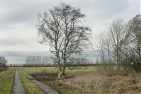 Brandenburg-Rhinluch-20140208-098.jpg