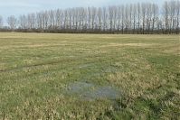 Brandenburg-Rhinluch-20140208-108.jpg