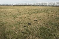 Brandenburg-Rhinluch-20140208-132.jpg