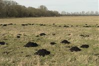 Brandenburg-Rhinluch-20140208-133.jpg