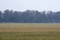 Brandenburg-Rhinluch-20140301-119.jpg