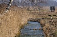 Brandenburg-Rhinluch-20140301-132.jpg