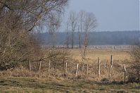 Brandenburg-Rhinluch-20140301-134.jpg