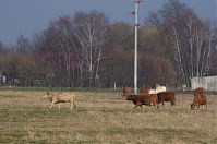 Dateiname=Brandenburg-Rhinluch-20140301-202.jpg
Dateigröße=213KB
Abmessungen: 880x584
hinzugefügt am: 02. Januar 2016 Brandenburg-Rhinluch-20140301-202.jpg