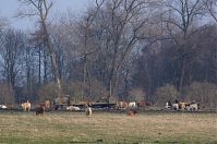 Dateiname=Brandenburg-Rhinluch-20140301-204.jpg
Dateigröße=261KB
Abmessungen: 880x584
hinzugefügt am: 02. Januar 2016 Brandenburg-Rhinluch-20140301-204.jpg