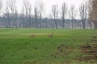 Brandenburg-Rhinluch-20140323-101.jpg