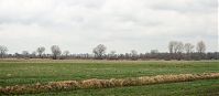 Brandenburg-Rhinluch-20140323-103.jpg