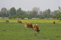 Dateiname=Brandenburg-Rhinluch-20140422-112.jpg
Dateigröße=212KB
Abmessungen: 880x584
hinzugefügt am: 02. Januar 2016 Brandenburg-Rhinluch-20140422-112.jpg