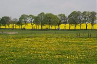 Brandenburg-Rhinluch-20140422-115.jpg