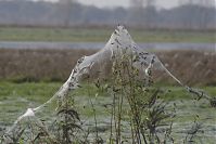 Rhinluch-20141102-11.jpg