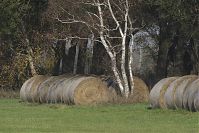 Rhinluch-20141102-17.jpg