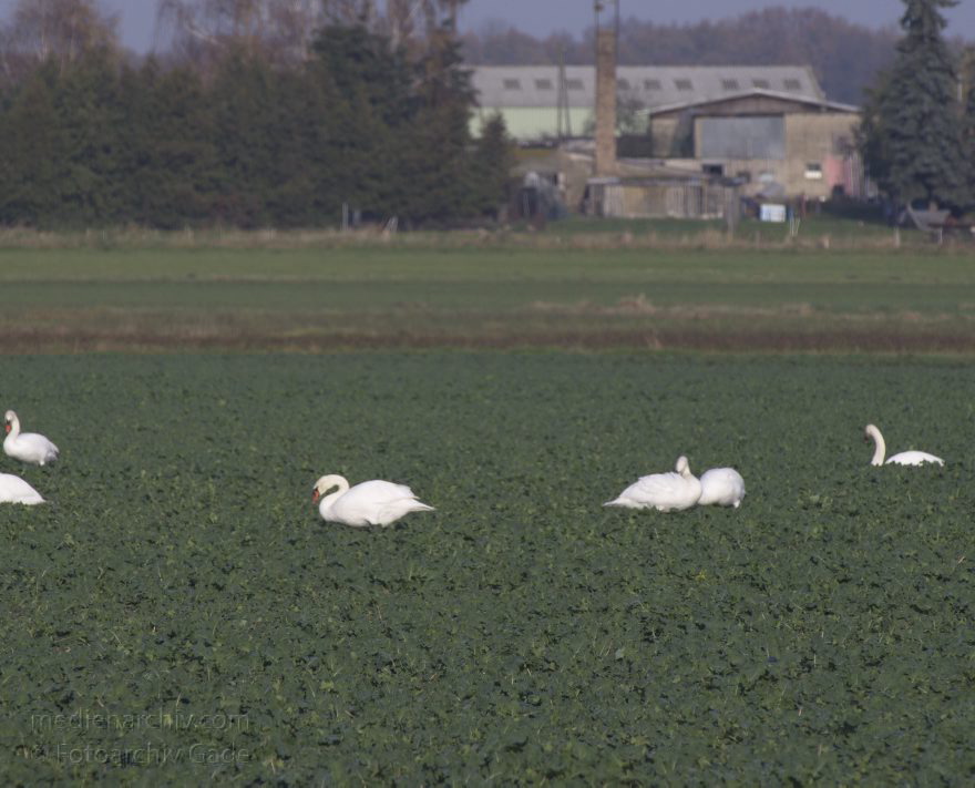 Brandenburg. Schwante. Schwäne auf einem Feld
14. 11. 2013. Brandenburg. Schwante. Schwäne auf einem Feld. Schwan
Schlüsselwörter: Brandenburg;Feld;Schwan;Schwante;Schwäne;Vogel;2013;Vögel