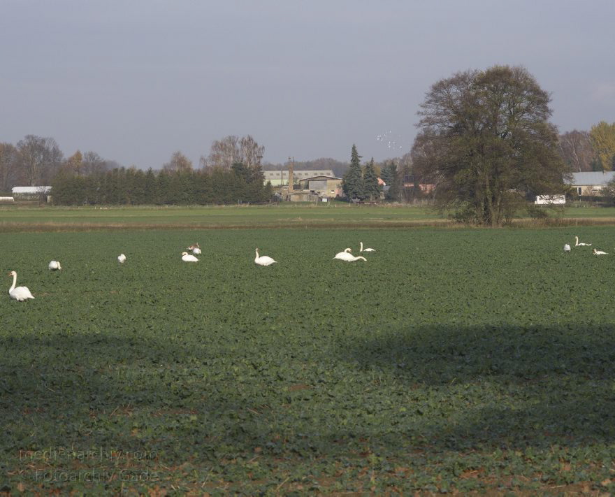 Brandenburg. Schwante. Schwäne auf einem Feld
14. 11. 2013. Brandenburg. Schwante. Schwäne auf einem Feld. Schwan
Schlüsselwörter: Brandenburg;Feld;Schwan;Schwante;2013;Schwäne