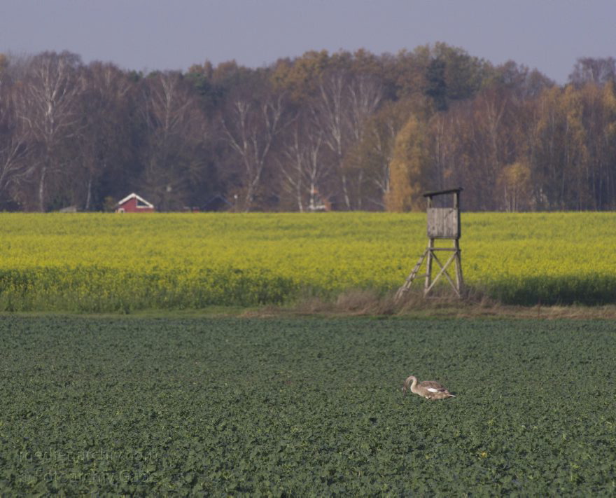 Brandenburg. Schwante. Schwäne auf einem Feld
14. 11. 2013. Brandenburg. Schwante. Schwäne auf einem Feld. Schwan
Schlüsselwörter: Brandenburg;Feld;Schwan;Schwante;2013;Schwäne