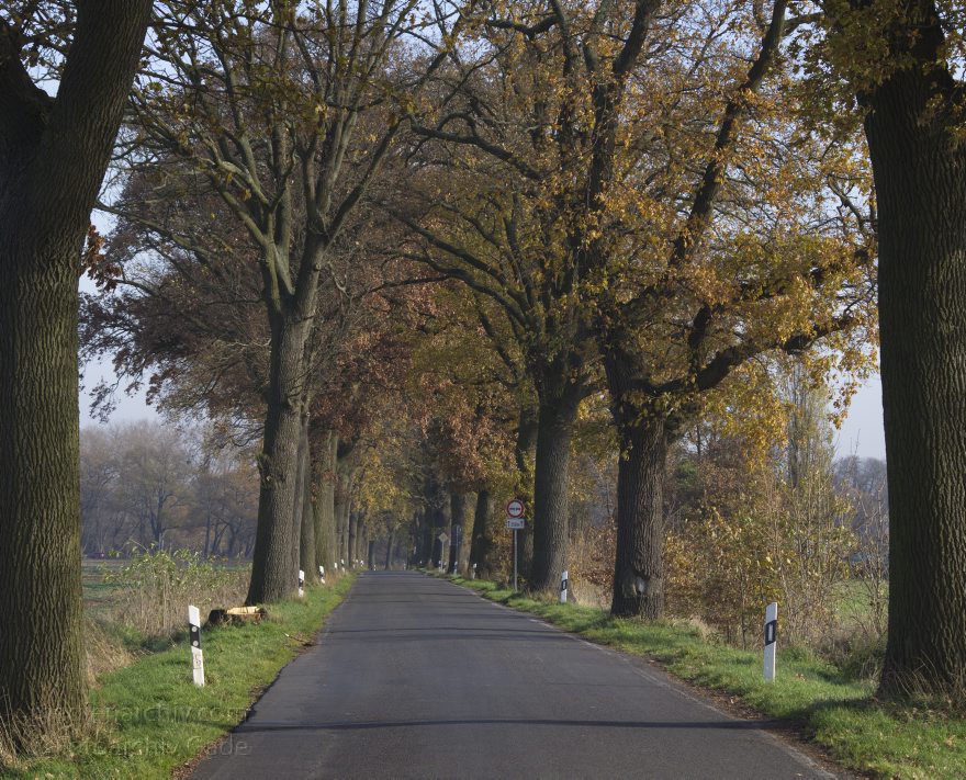 Brandenburg. Schwante. Alle. Landstraße
14. 11. 2013. Brandenburg. Schwante. Landstraße. Allee
Schlüsselwörter: Alle;Brandenburg;Landstraße;2013;Schwante