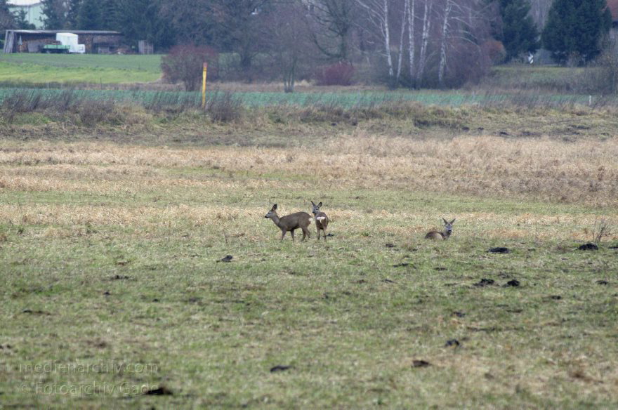 Brandenburg. Schwante. Rehe
1. 12. 2013. Brandenburg. Schwante. Rehe auf einer Wiese
Schlüsselwörter: Brandenburg;Rehe;Schwante;Tiere;2013;Wild