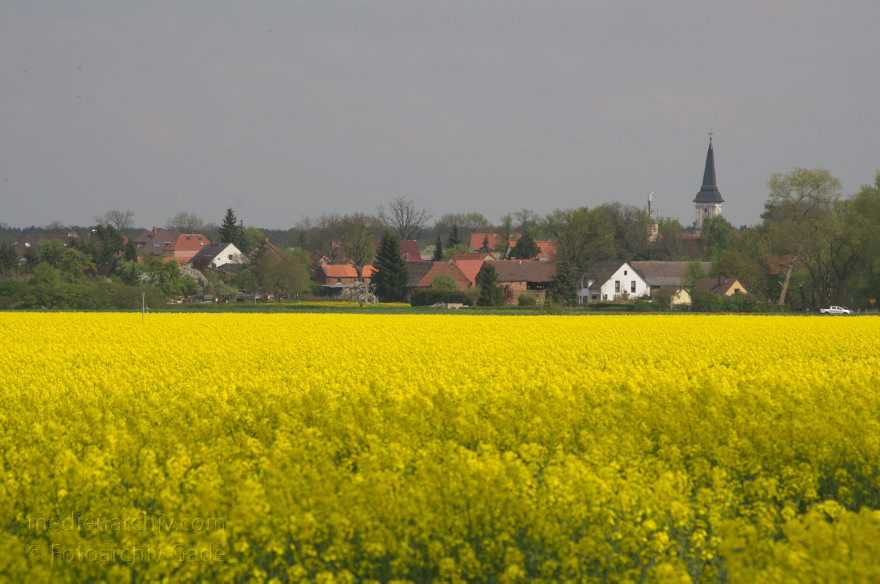Brandenburg. Blühendes Rapsfeld bei Schwante
22. 4. 2014. Brandenburg. Blühendes Rapsfeld bei Schwante. (Brassica napus)
Schlüsselwörter: Blüte;Brandenburg;Brassica napus;Flora;gelb;Landwirtschaft;Pflanzen;Rapsfeld;Rhinluch;2014;Schwante