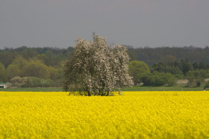 Brandenburg. Blühendes Rapsfeld bei Schwante. Blühender Baum
22. 4. 2014. Brandenburg. Blühendes Rapsfeld bei Schwante. (Brassica napus) Blühender Baum. Flora. Pflanzen
Schlüsselwörter: Baum;Blüte;Brandenburg;Brassica napus;Bäume;Flora;gelb;Landwirtschaft;Pflanzen;Rapsfeld;Rhinluch;2014;Schwante