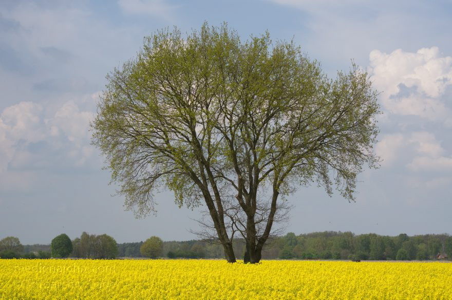 Brandenburg. Blühendes Rapsfeld bei Schwante. Baum
22. 4. 2014. Brandenburg. Blühendes Rapsfeld bei Schwante. (Brassica napus) Baum im Feld. Flora. Pflanzen
Schlüsselwörter: Baum;Blüte;Brandenburg;Brassica napus;Bäume;Flora;gelb;Landwirtschaft;Pflanzen;Rapsfeld;Rhinluch;2014;Schwante