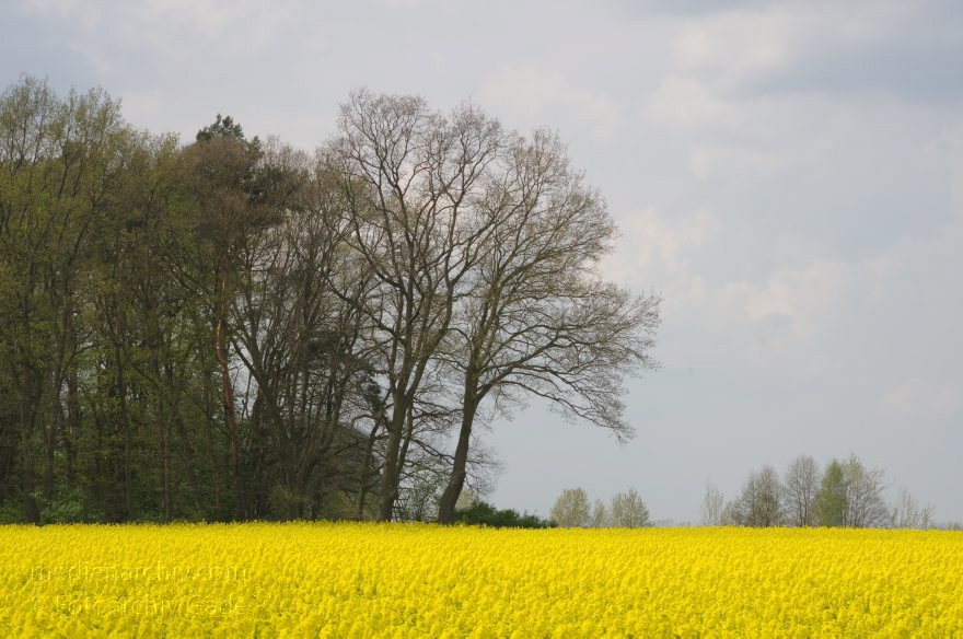 Brandenburg. Blühendes Rapsfeld bei Schwante
22. 4. 2014. Brandenburg. Blühendes Rapsfeld bei Schwante. (Brassica napus)
Schlüsselwörter: Baum;Blüte;Brandenburg;Brassica napus;Bäume;Flora;gelb;Landwirtschaft;Pflanzen;Rapsfeld;Rhinluch;2014;Schwante