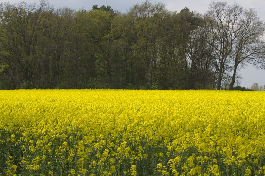 Brandenburg. Blühendes Rapsfeld bei Schwante
22. 4. 2014. Brandenburg. Blühendes Rapsfeld bei Schwante. (Brassica napus)
Schlüsselwörter: Blüte;Brandenburg;Brassica napus;Flora;gelb;Landwirtschaft;Pflanzen;Rapsfeld;Rhinluch;2014;Schwante