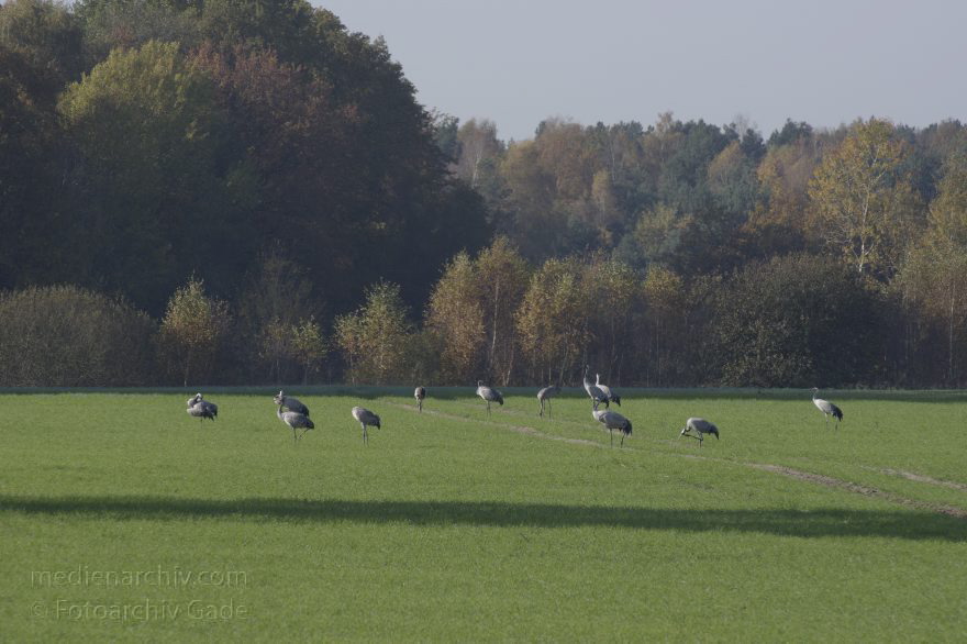 Brandenburg. Schwante. Vogel. Kraniche
02. 11. 2014. Brandenburg. Schwante. Vogel. Kraniche
Schlüsselwörter: 2014;Brandenburg;Kraniche;Schwante;Vogel