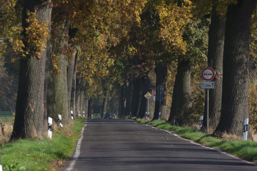 Brandenburg. Schwante. Allee
02. 11. 2014. Brandenburg. Schwante. Landstraße. Allee. Herbst
Schlüsselwörter: 2014;Allee;Brandenburg;Herbst;Landstraße;Schwante