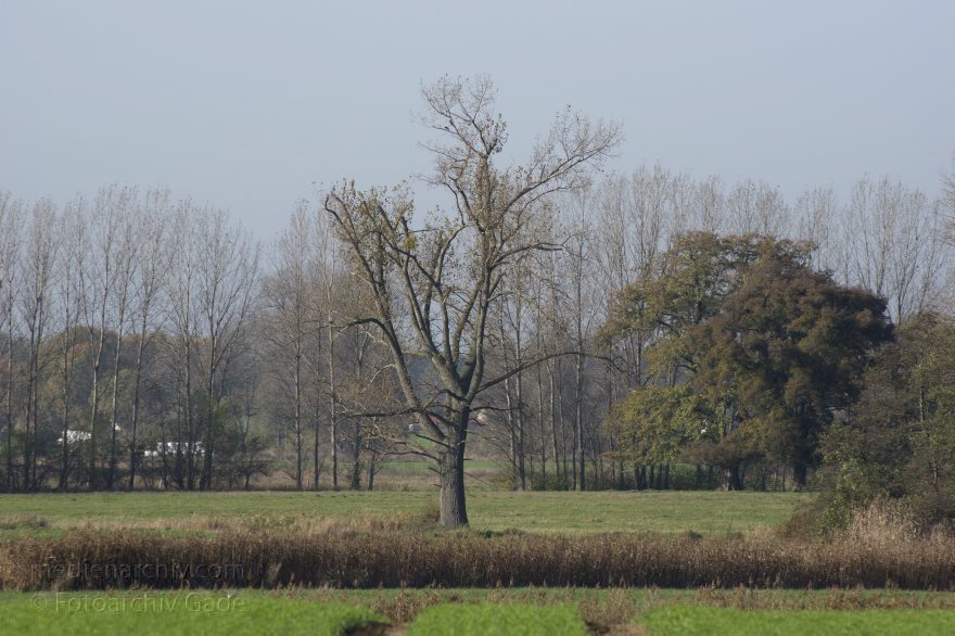 Brandenburg. Schwante
02. 11. 2014. Brandenburg. Schwante. Eiche. Baum
Schlüsselwörter: 2014;Baum;Brandenburg;Eiche;Schwante