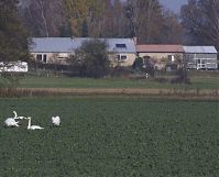 Brandenburg-Schwante-20131114-013.jpg