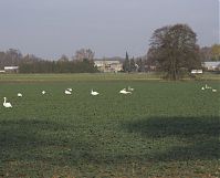 Brandenburg-Schwante-20131114-014.jpg