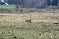 Brandenburg-Schwante-20131201-033.jpg