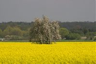 Brandenburg-Schwante-20140422-127.jpg