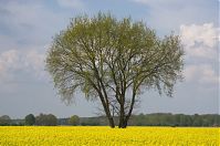Brandenburg-Schwante-20140422-128.jpg