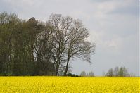 Brandenburg-Schwante-20140422-129.jpg