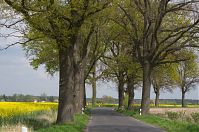 Brandenburg-Schwante-20140422-130.jpg